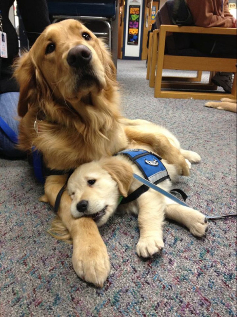 Photos of puppies on their first day on duty