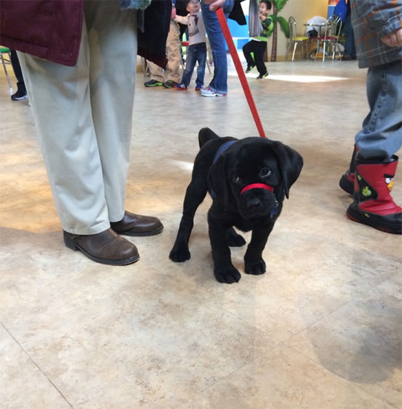 Photos of puppies on their first day on duty