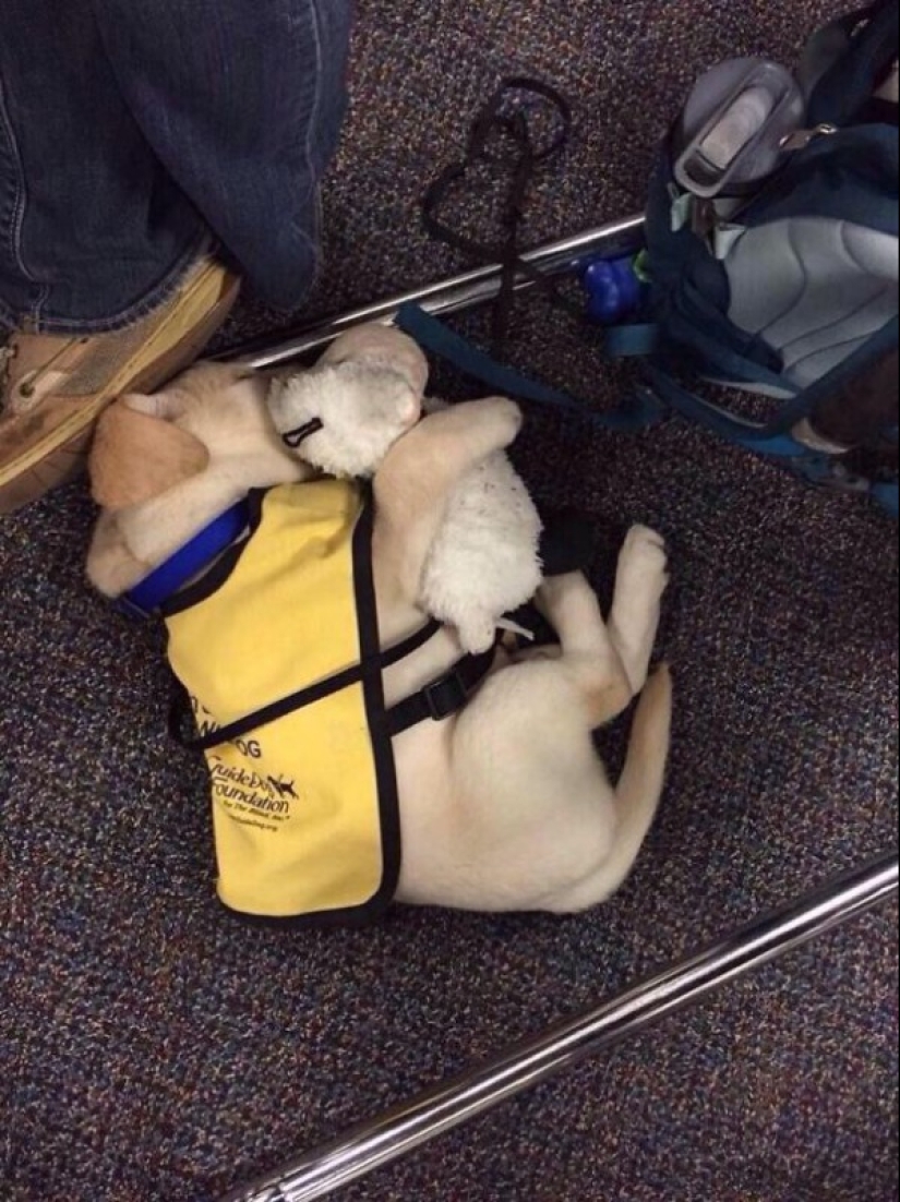 Photos of puppies on their first day on duty