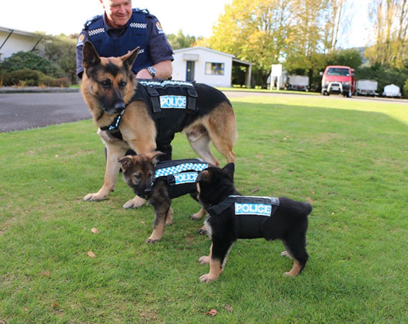 Photos of puppies on their first day on duty