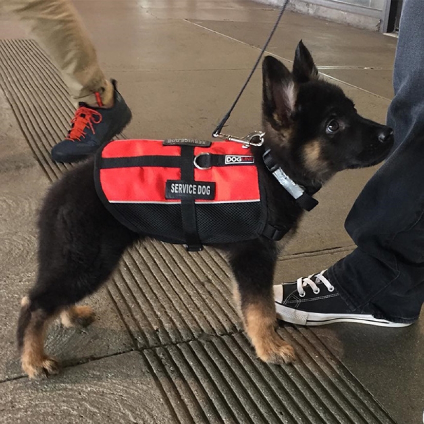 Photos of puppies on their first day on duty