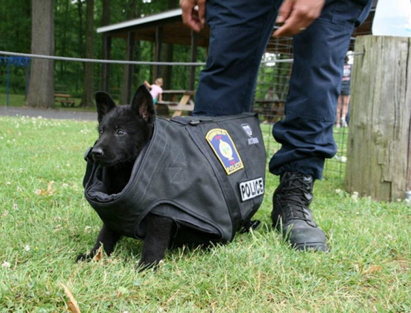 Photos of puppies on their first day on duty
