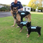 Photos of puppies on their first day on duty Photos of puppies on their first day on duty