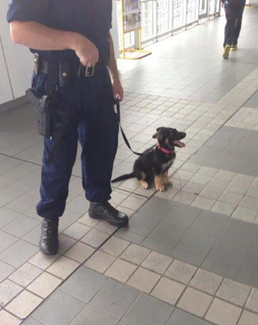 Photos of puppies on their first day on duty