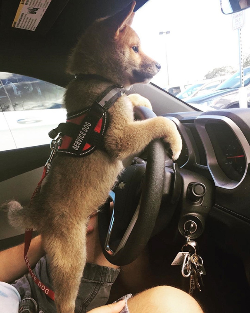 Photos of puppies on their first day on duty