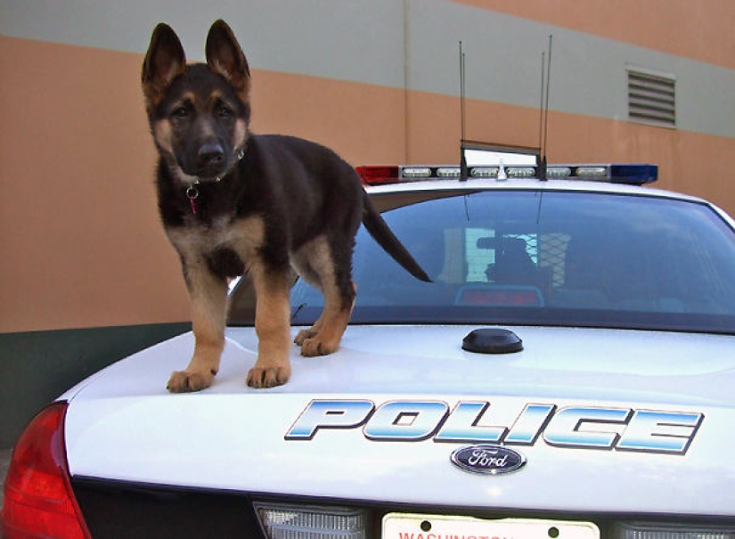 Photos of puppies on their first day on duty
