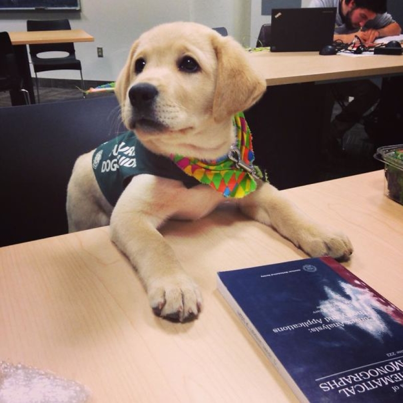 Photos of puppies on their first day on duty
