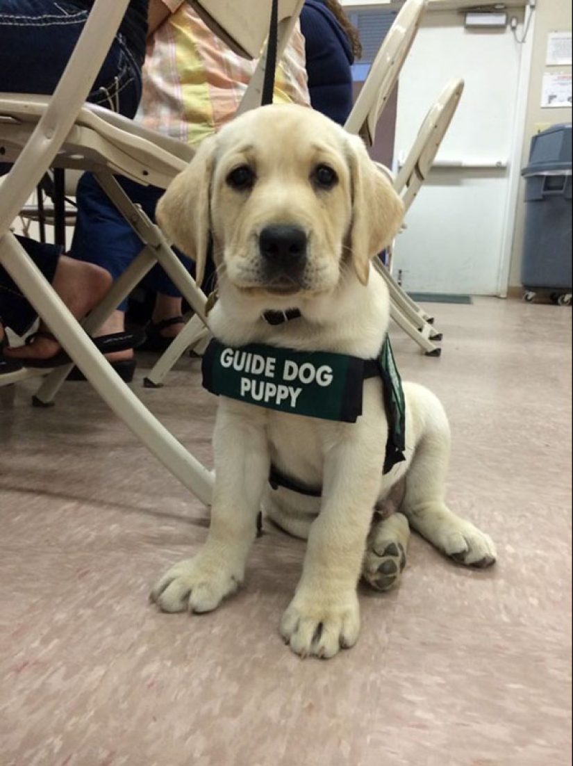 Photos of puppies on their first day on duty