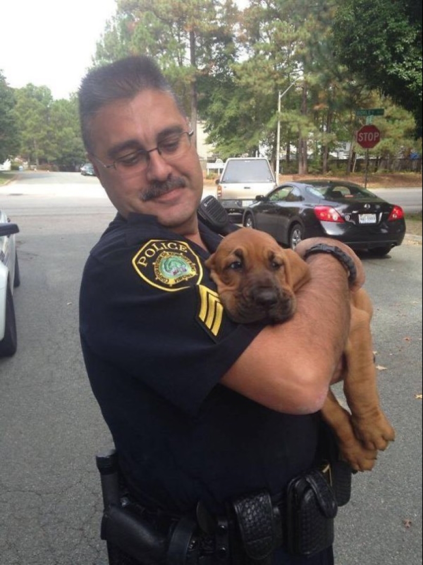 Photos of puppies on their first day on duty