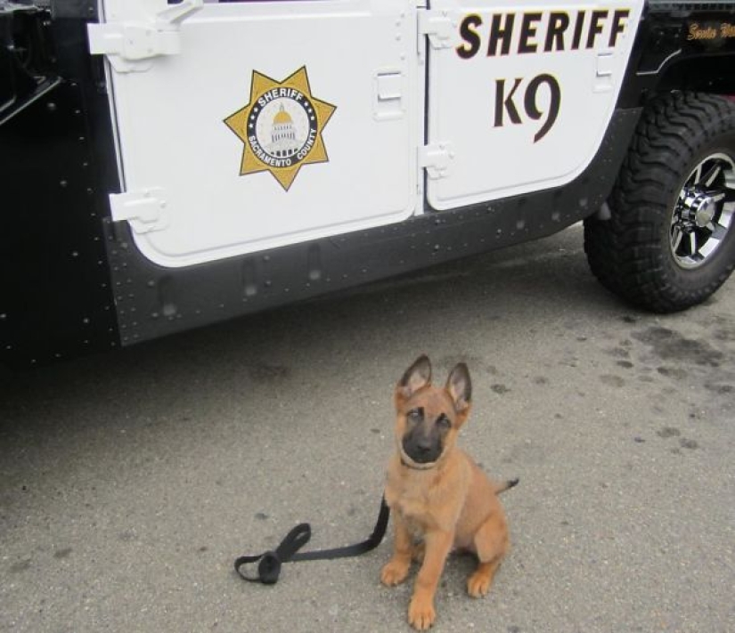 Photos of puppies on their first day on duty