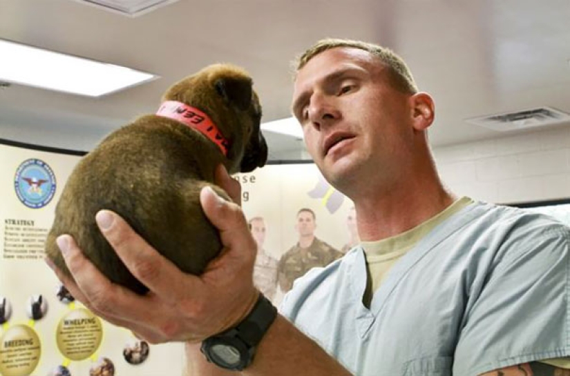 Photos of puppies on their first day on duty