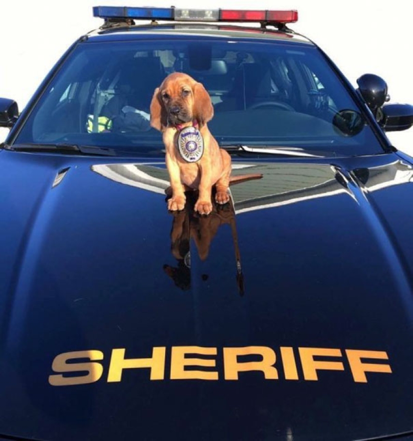 Photos of puppies on their first day on duty