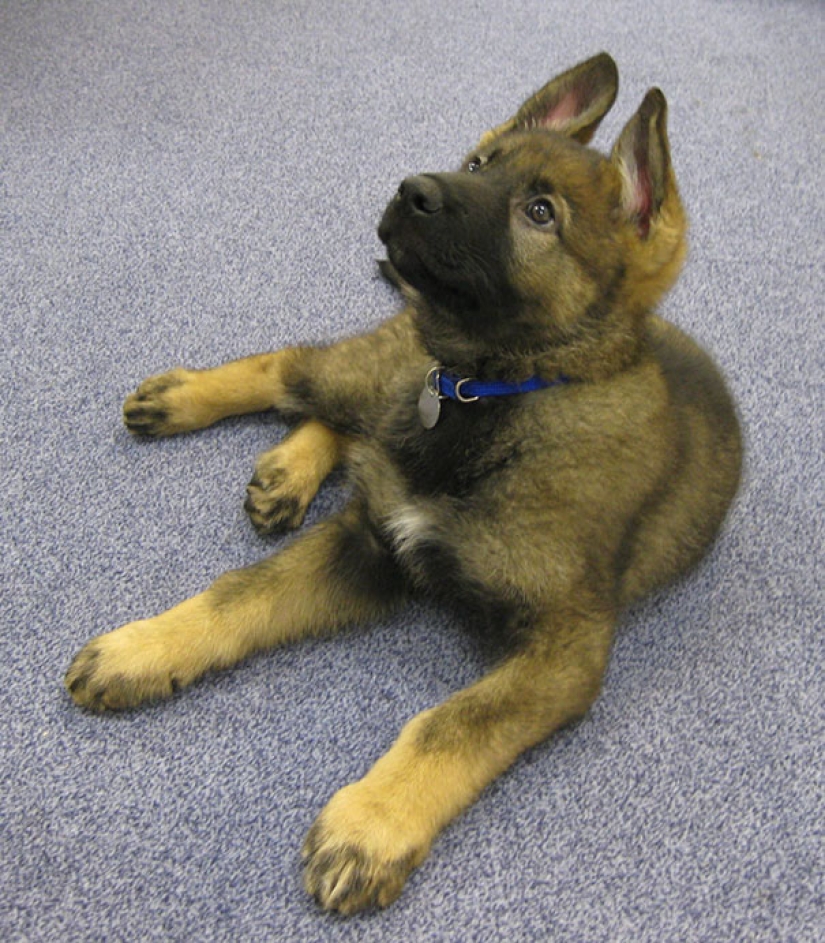 Photos of puppies on their first day on duty