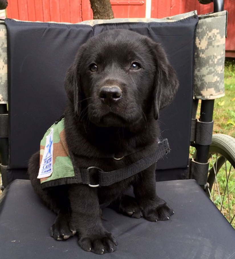 Photos of puppies on their first day on duty