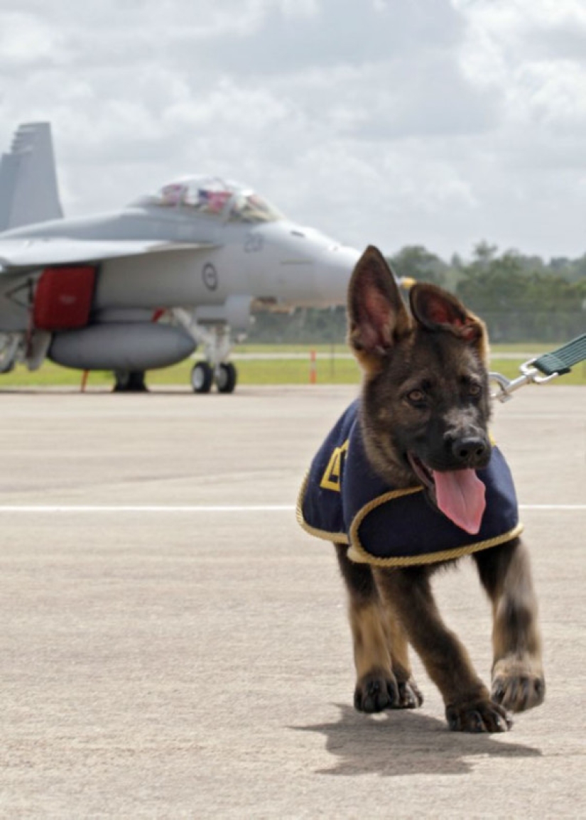 Photos of puppies on their first day on duty