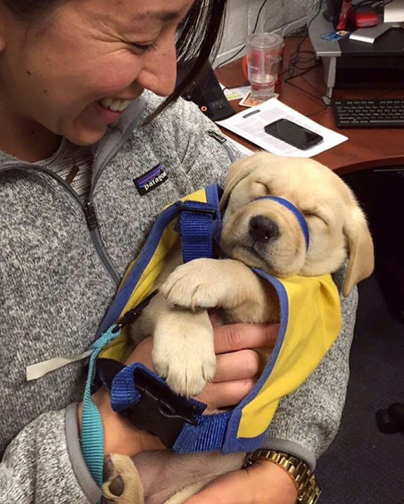 Photos of puppies on their first day on duty