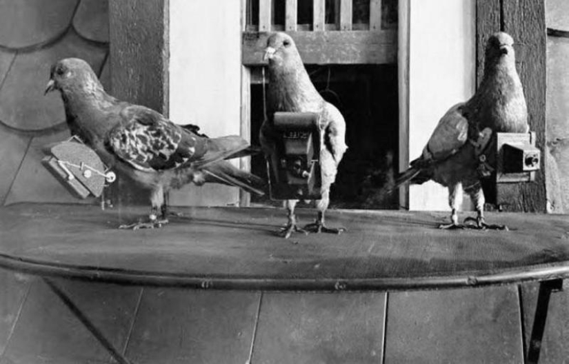 Pigeons cyborgs