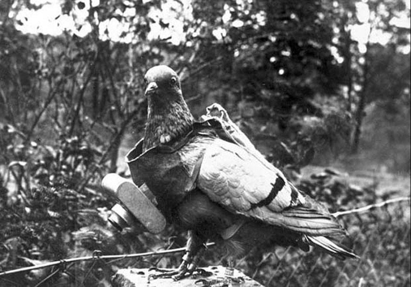 Pigeons cyborgs