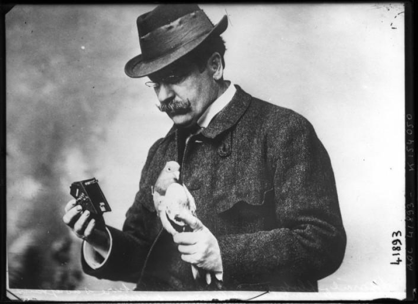 Pigeons cyborgs