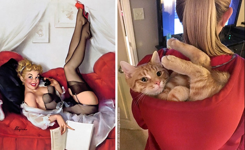 Pin-up Girls vs gatos en la lucha por tu amor