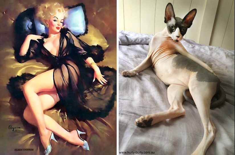 Pin-up Girls vs gatos en la lucha por tu amor
