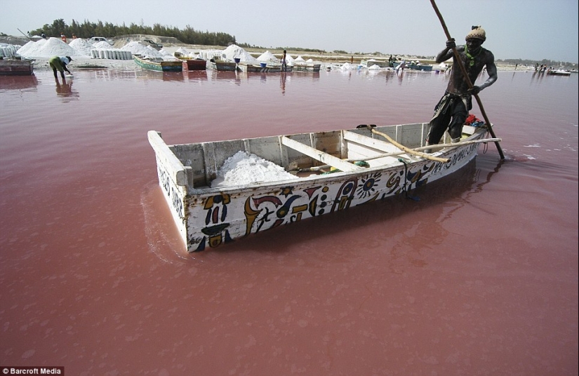 Pink lake in Senegal