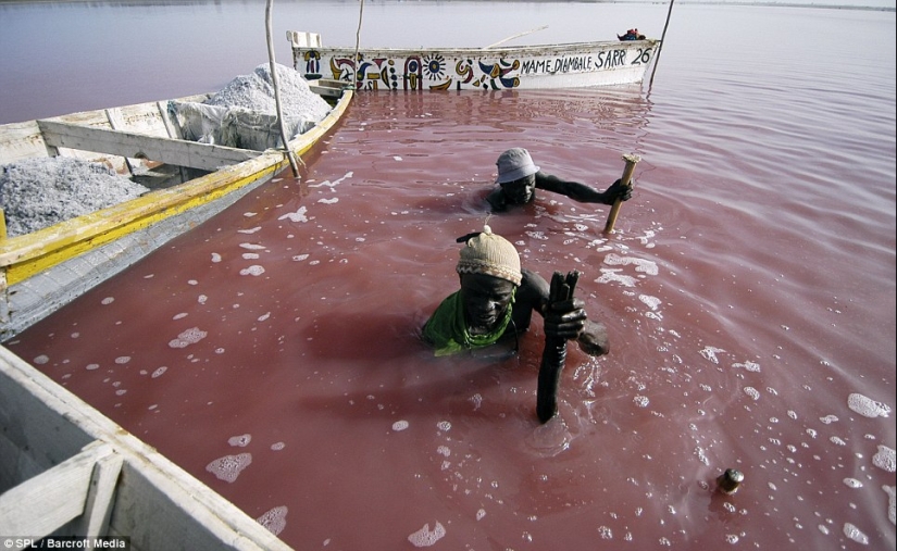 Pink lake in Senegal