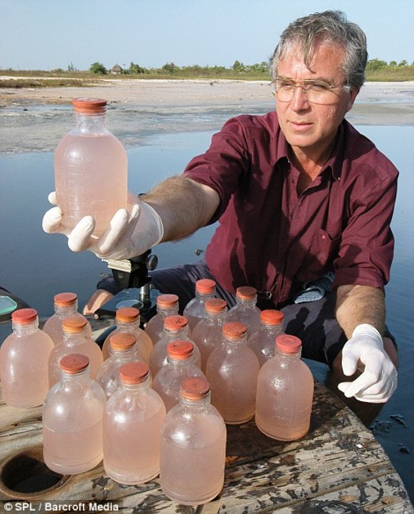 Pink lake in Senegal