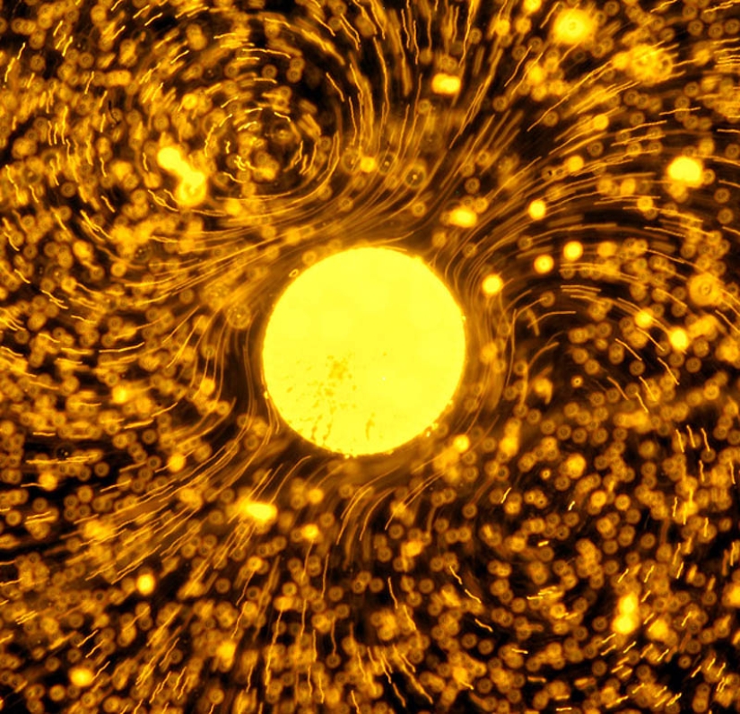Pinturas psicodélicas creadas por la ciencia Pinturas psicodélicas creadas por la ciencia