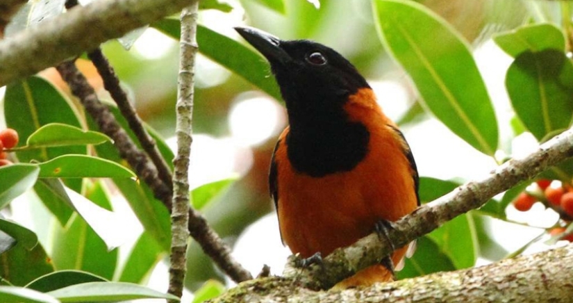 Pitahu is a venomous bird from New Guinea Pitahu is a venomous bird from New Guinea