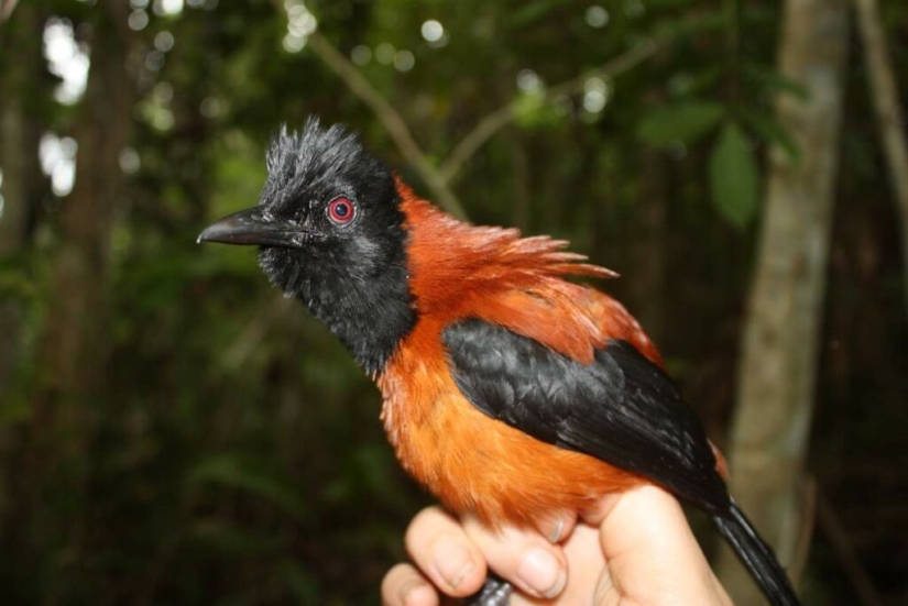 Pitahu is a venomous bird from New Guinea Pitahu is a venomous bird from New Guinea