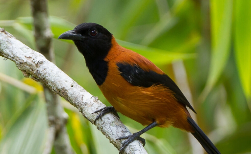 Pitahu is a venomous bird from New Guinea Pitahu is a venomous bird from New Guinea