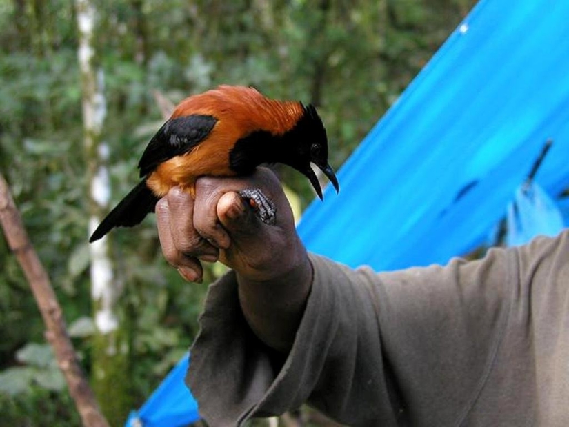 Pitahu is a venomous bird from New Guinea Pitahu is a venomous bird from New Guinea