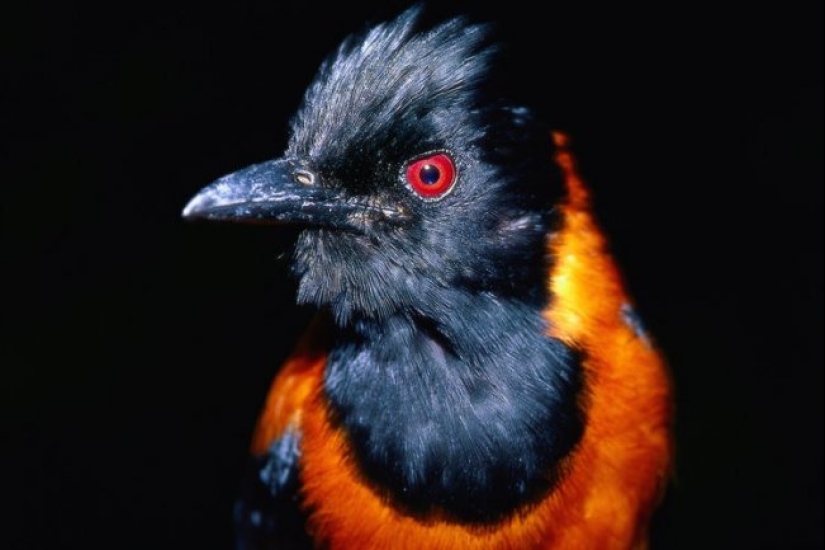 Pitahu is a venomous bird from New Guinea Pitahu is a venomous bird from New Guinea