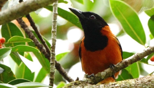 Pitahu is a venomous bird from New Guinea Pitahu is a venomous bird from New Guinea