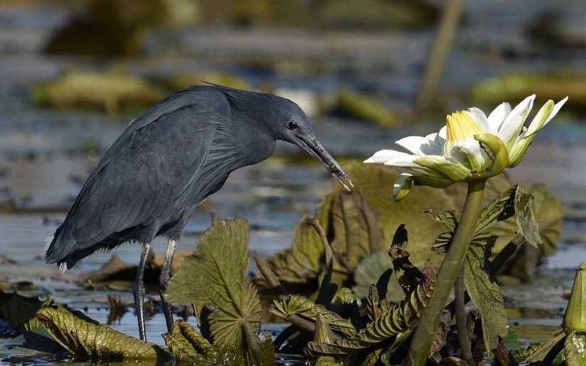 Pájaro Paraguas: Cómo la Garza Negra Convierte sus Alas en una Trampa para Peces