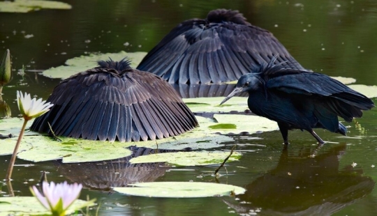 Pájaro Paraguas: Cómo la Garza Negra Convierte sus Alas en una Trampa para Peces Pájaro Paraguas: Cómo la Garza Negra Convierte sus Alas en una Trampa para Peces
