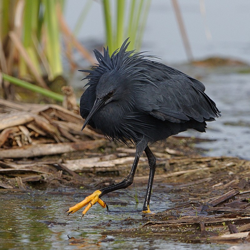 Pájaro Paraguas: Cómo la Garza Negra Convierte sus Alas en una Trampa para Peces