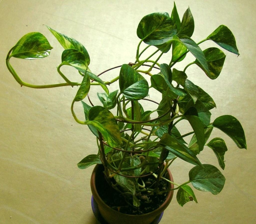 Plantas de interior que purifican el aire