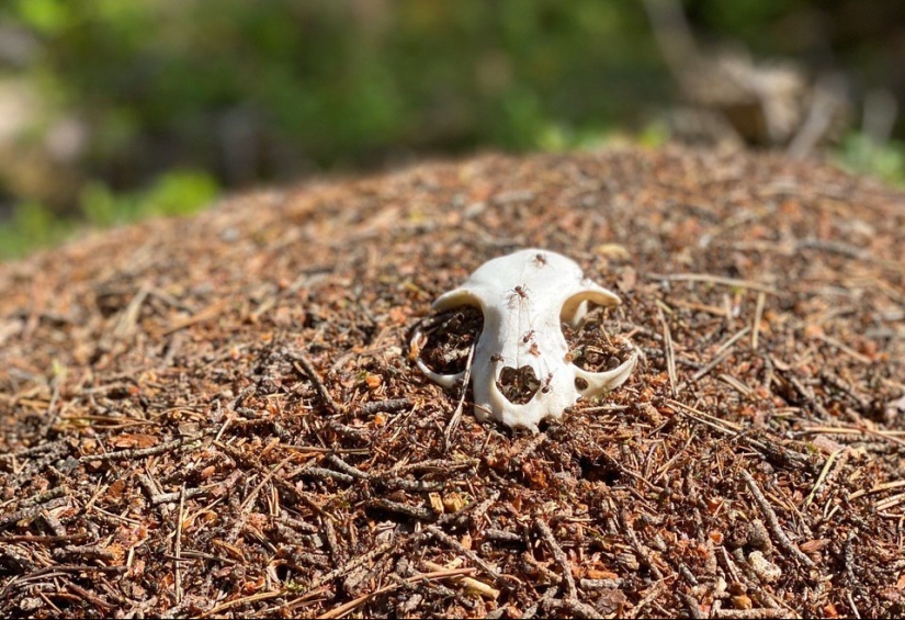 Planting on an anthill — for which Russia relied on a painful execution Planting on an anthill — for which Russia relied on a painful execution