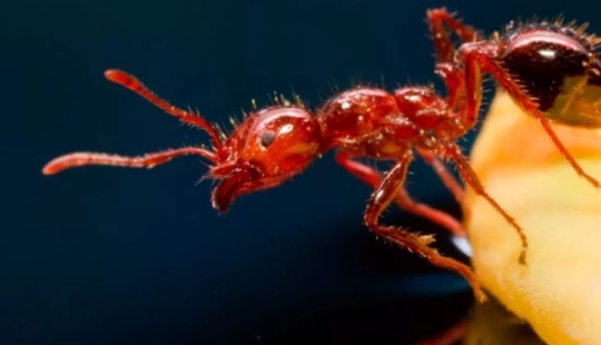 Planting on an anthill — for which Russia relied on a painful execution Planting on an anthill — for which Russia relied on a painful execution