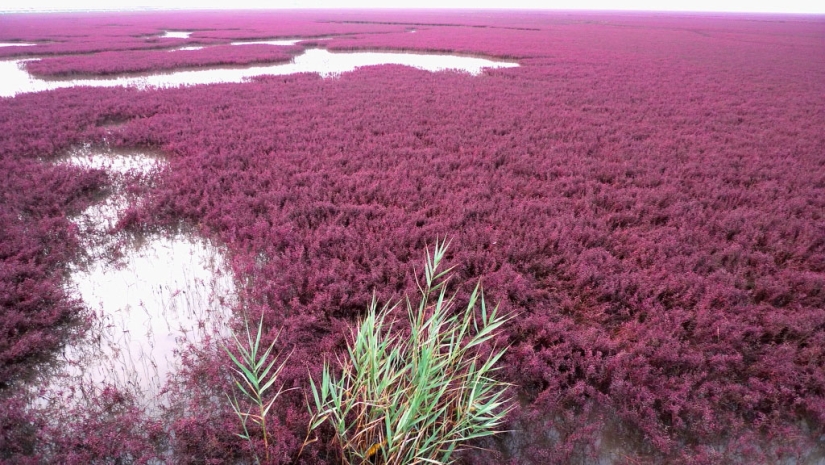 Playa Roja en China