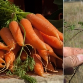 Plátanos con semillas, azul zanahorias bebé: se parecía a los primitivos antepasados de los modernos de frutas y verduras