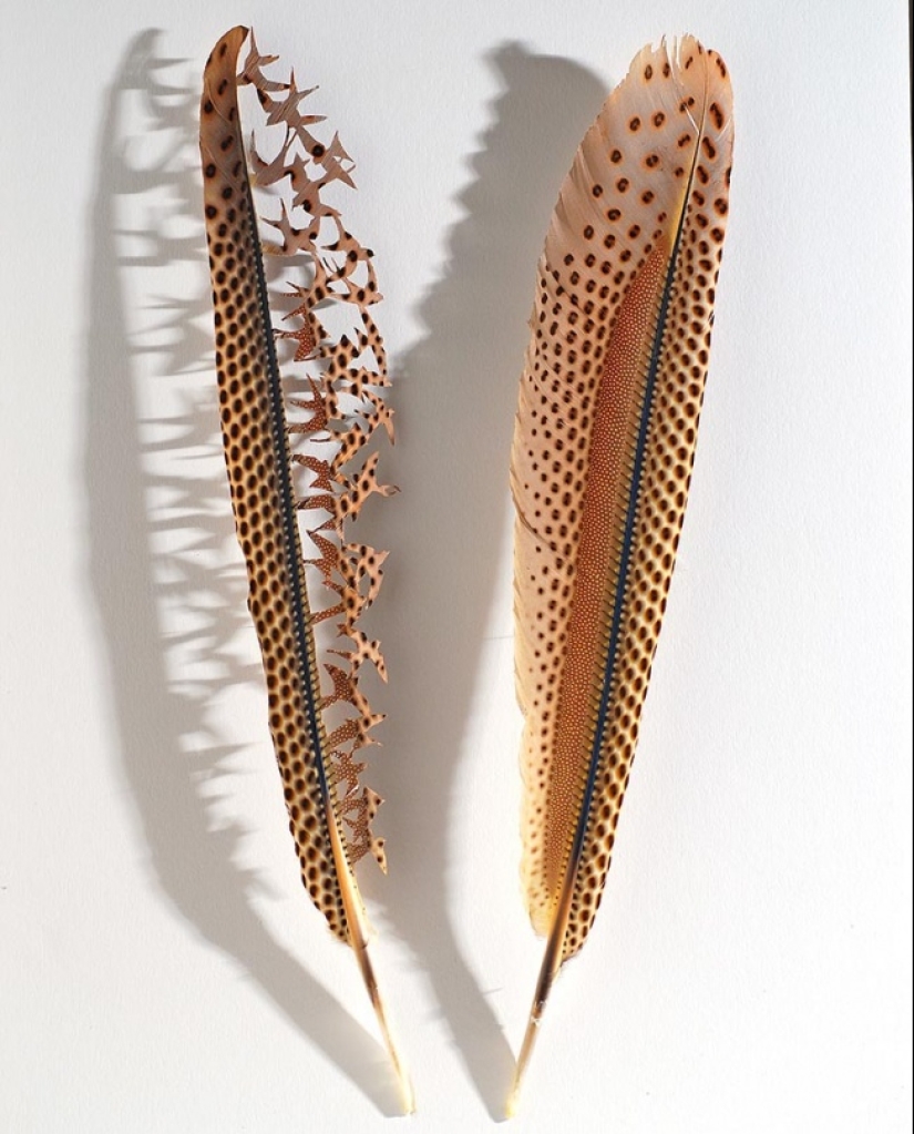 Plumas como arte