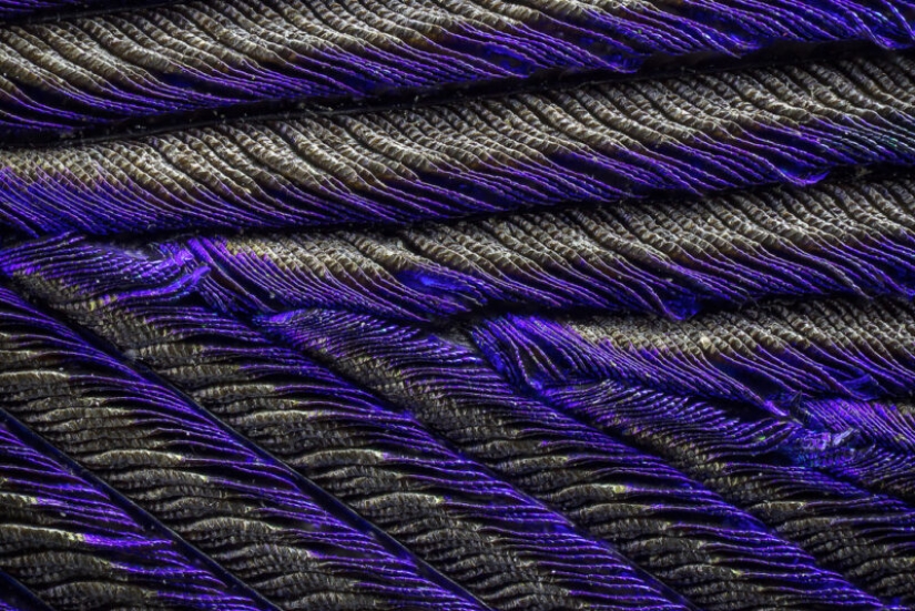 Plumas de pavo real bajo el microscopio Plumas de pavo real bajo el microscopio