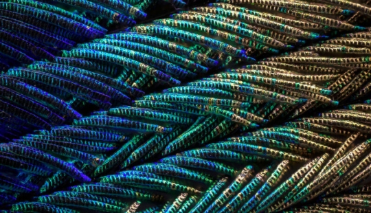 Plumas de pavo real bajo el microscopio Plumas de pavo real bajo el microscopio