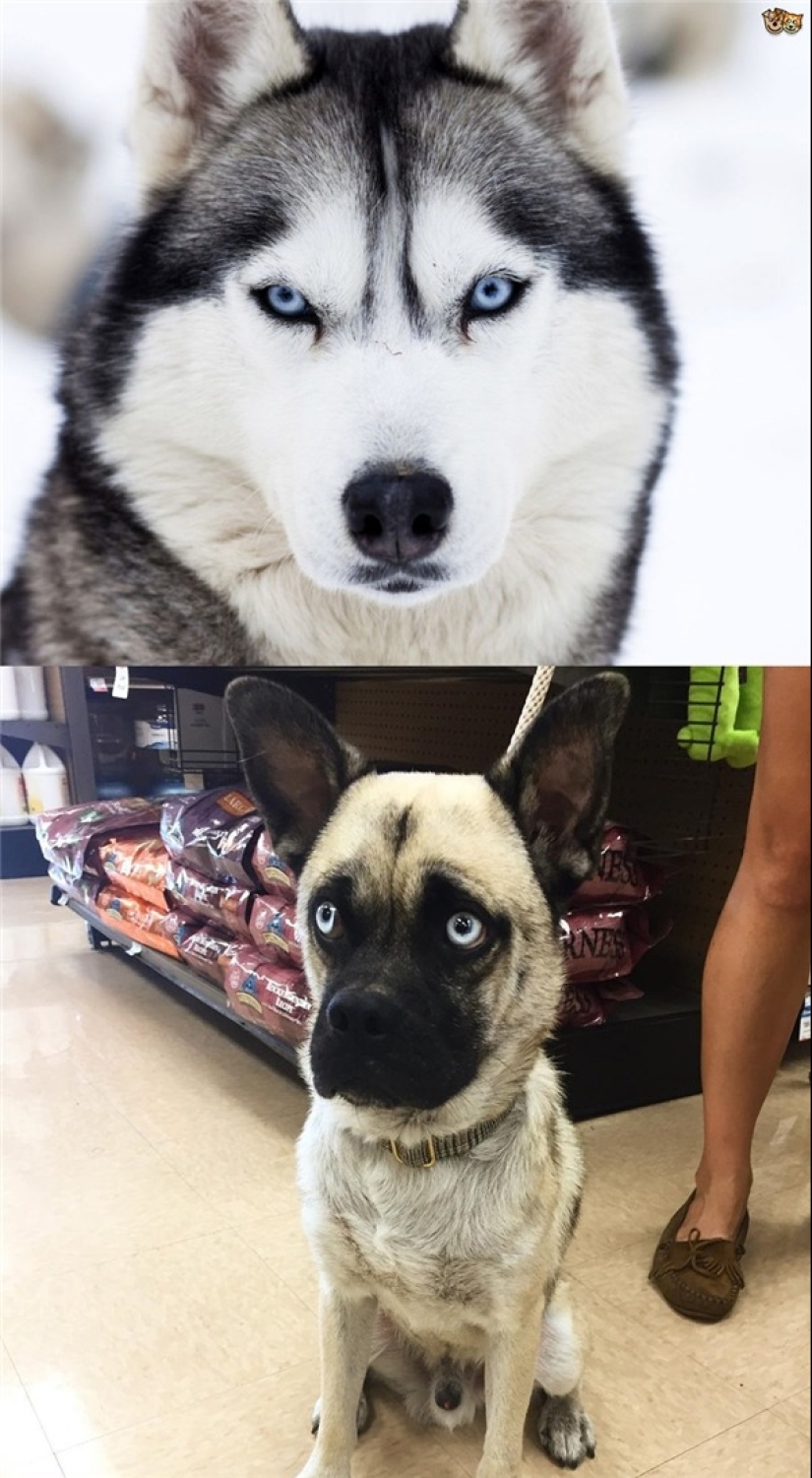 Plush pneumococcus and 22 other curiosities that few people have seen