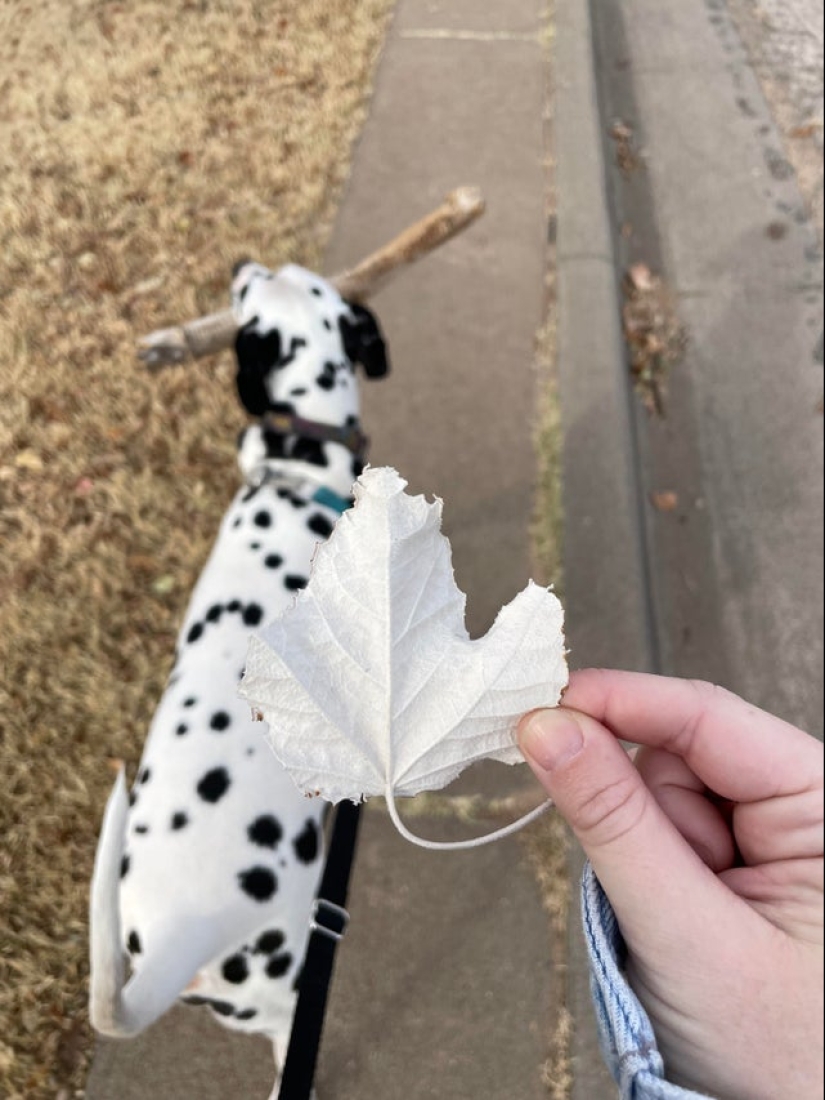 Plush pneumococcus and 22 other curiosities that few people have seen