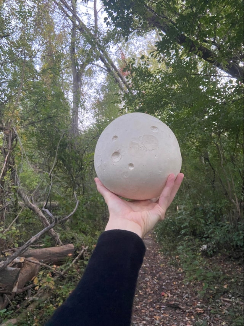 Plush pneumococcus and 22 other curiosities that few people have seen