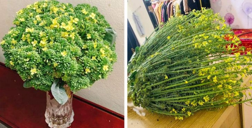 Plush pneumococcus and 22 other curiosities that few people have seen